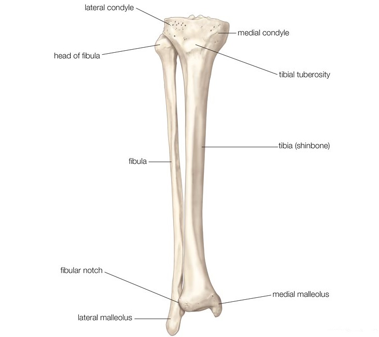 lower leg tumor lower leg tumor